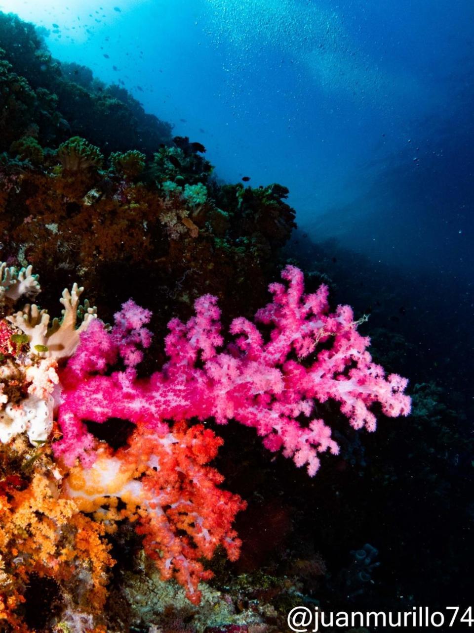 Waha Marind Dive Eco Resort מראה חיצוני תמונה