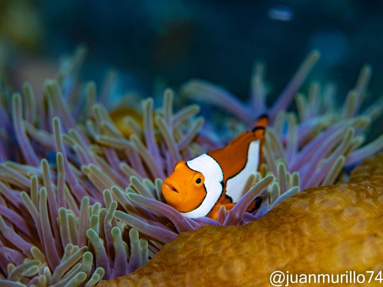 Waha Marind Dive Eco Resort מראה חיצוני תמונה
